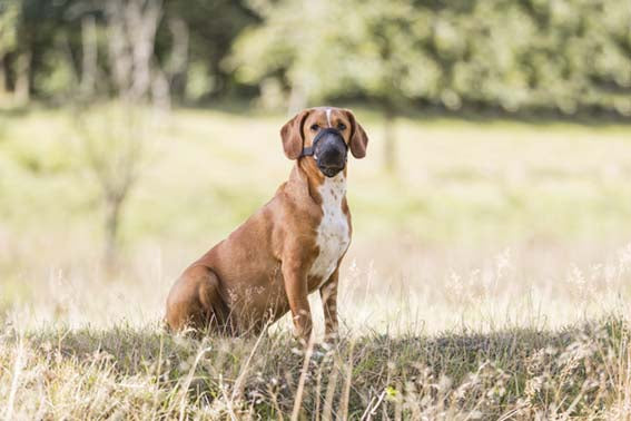 Trixie - Skyddskorg förgiftning, polyester, XSmall - Medium, svart