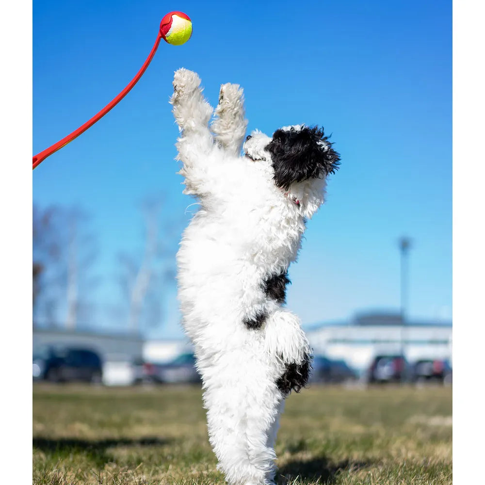 Ozami Svingarm Tennisboll 65 cm hundleksak