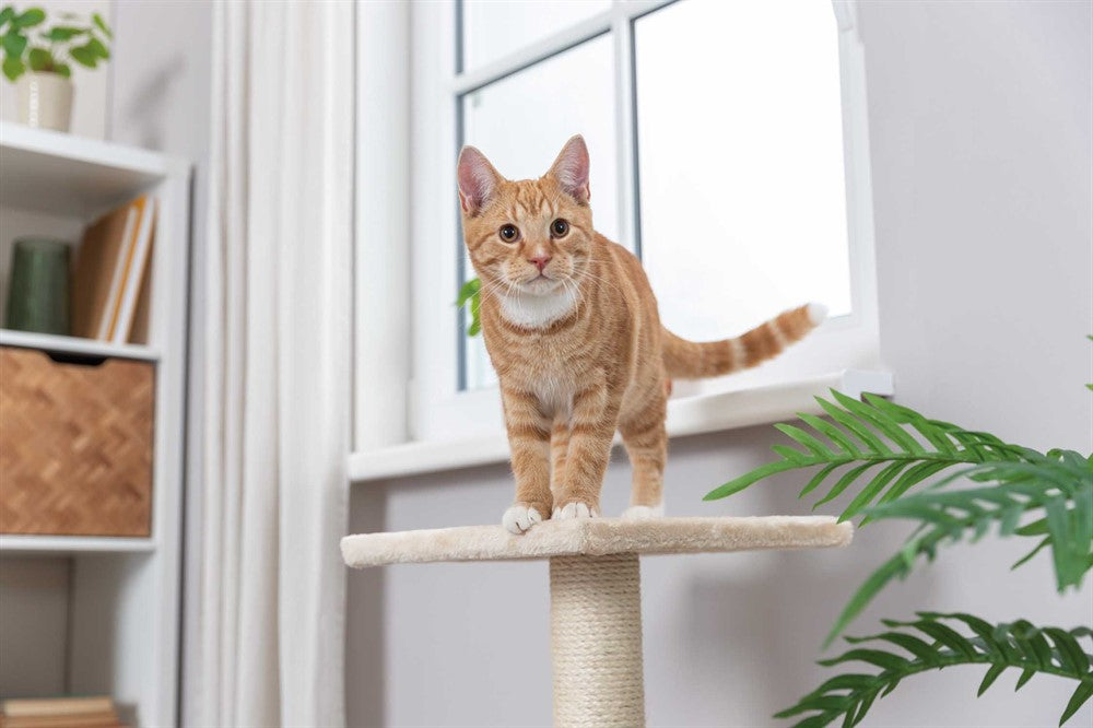 Trixie - Klöspelare Baena, 69 cm, beige