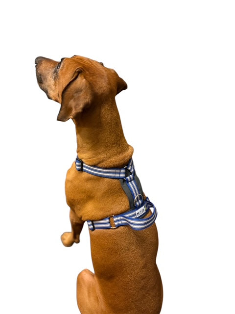 Metizo - Sele Cozitem, promenadsele med antidrag-funktion, Svart, XS-M