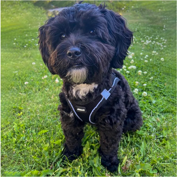 Ozami - Air-mesh Harness, Svart sele. 3XSmall