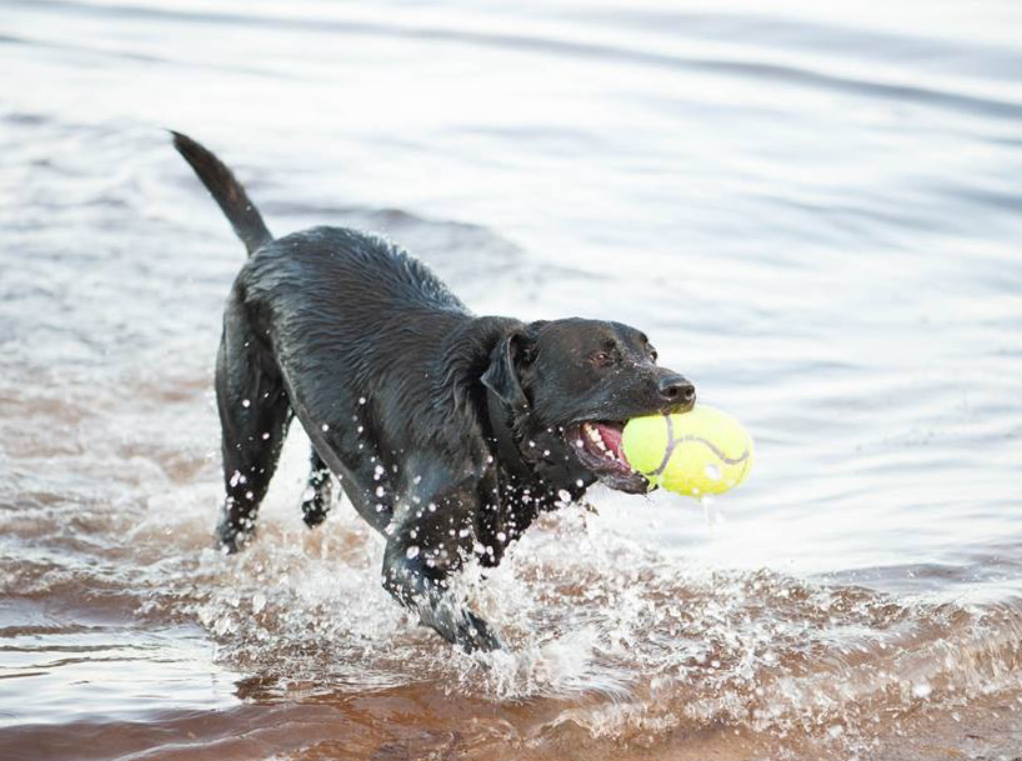 Kong Airdog American Fotball L