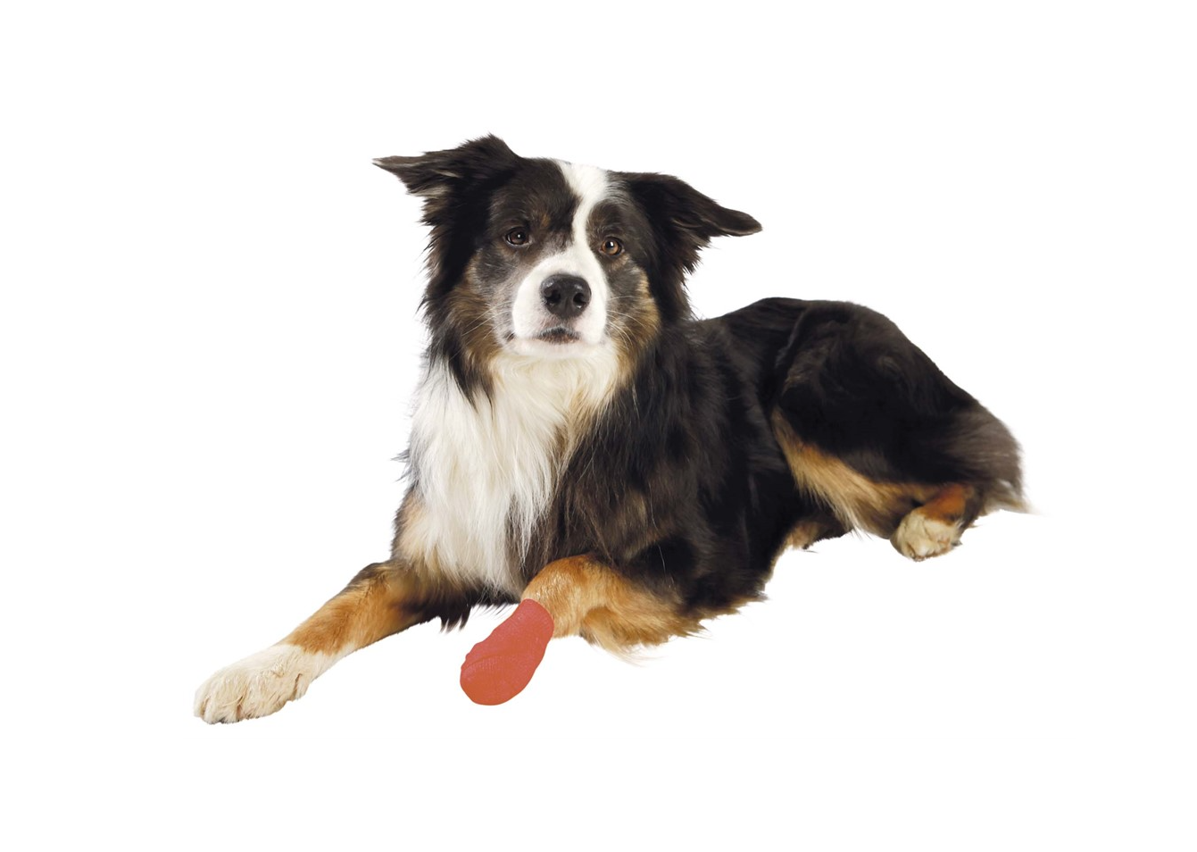 Trixie - Bandagebinda Bitter, självhäftande, 5 cm/4,5 m, 1st