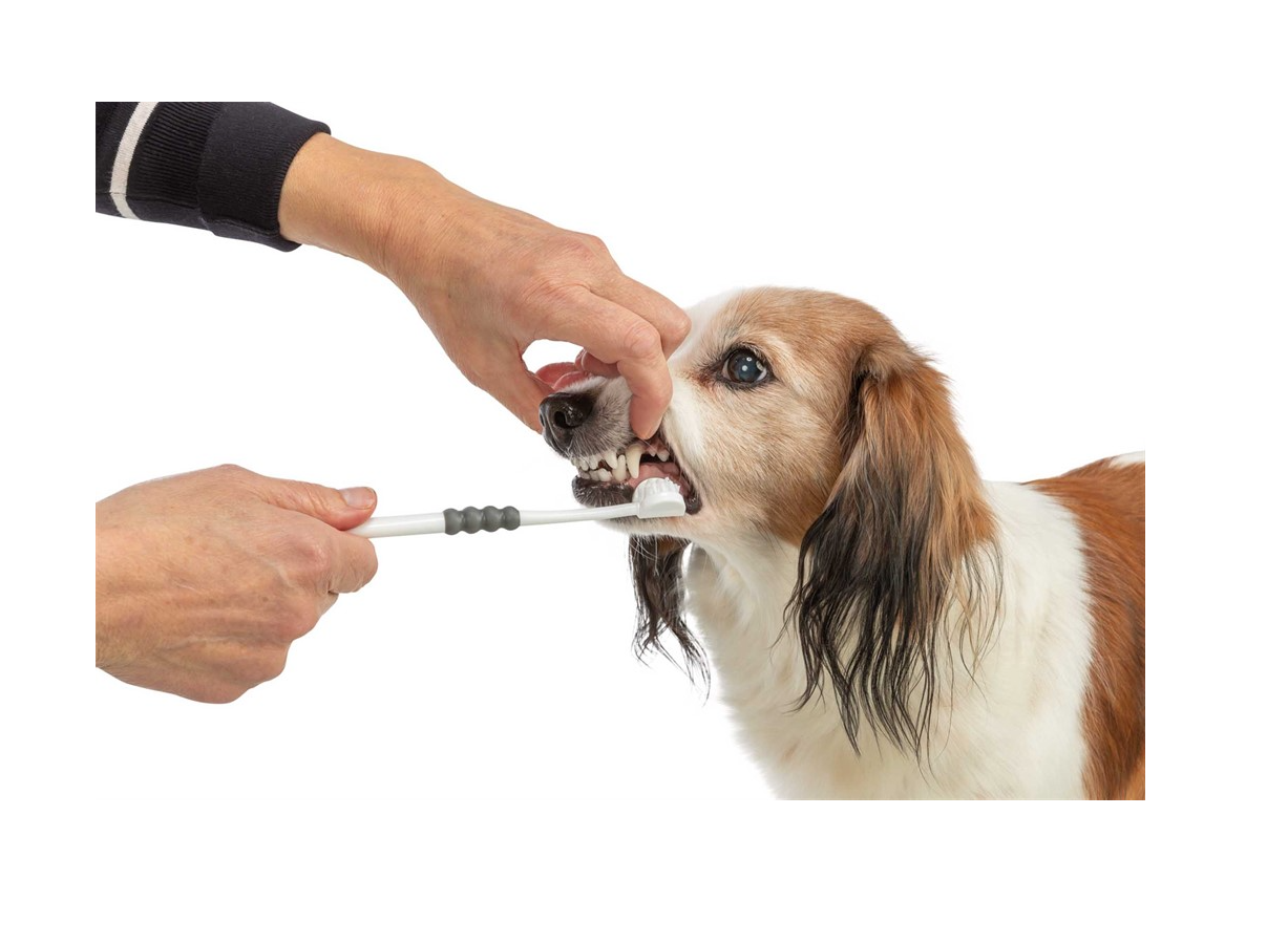 Trixie - Tandborste tresidig, hund/katt, 18 cm, vit/grå