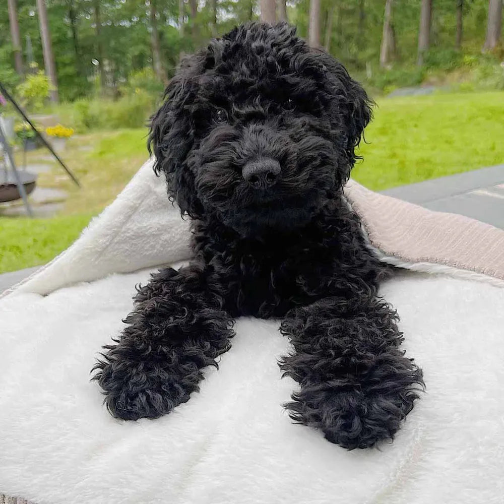 Ozami Dog Bed Tea Beige hund