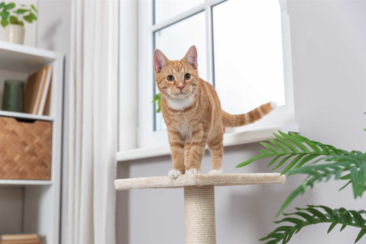 Trixie - Klöspelare Baena, 69 cm, beige