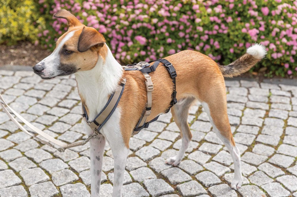 Trixie -  Stay Panic-adapter för sele, 3 st storlekar, Svart