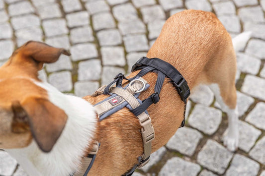 Trixie -  Stay Panic-adapter för sele, 3 st storlekar, Svart