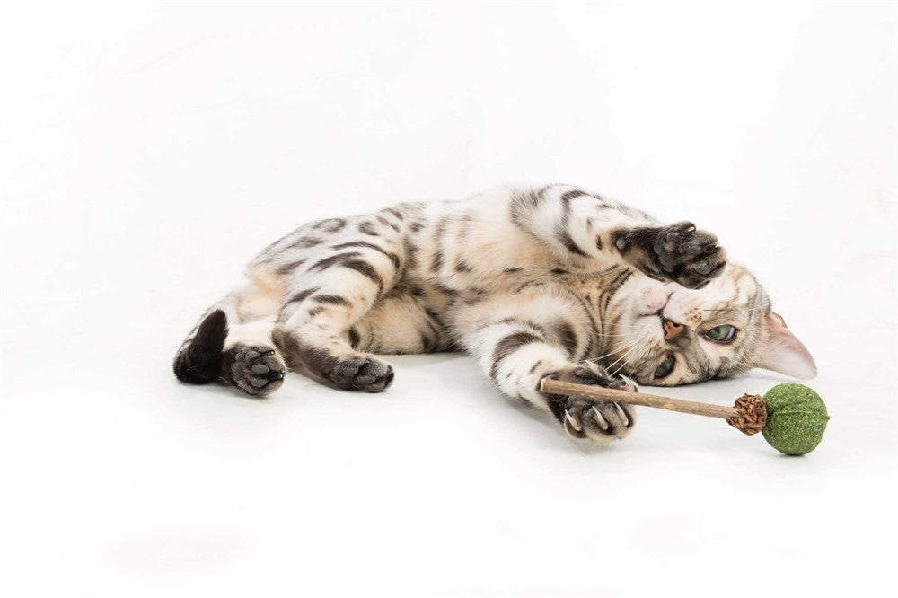 Trixie - Matatabi LollyPop med catnip, 11 cm