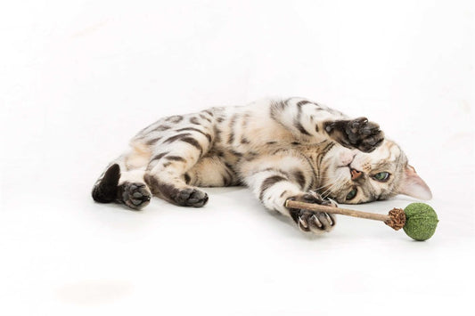 Trixie - Matatabi LollyPop med catnip, 11 cm