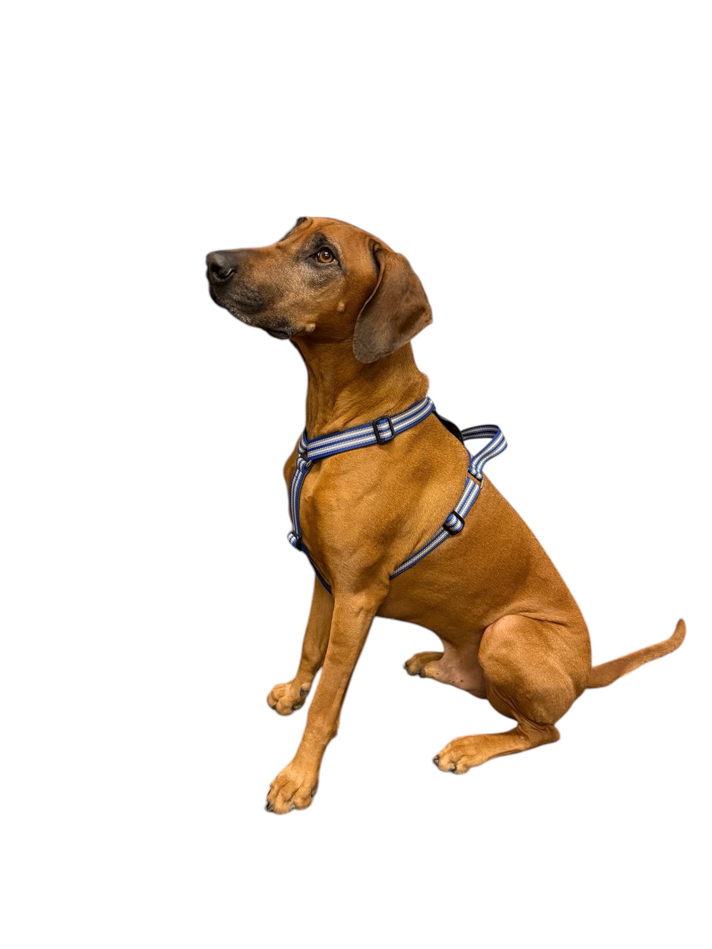 Metizo - Sele Cozitem, promenadsele med antidrag-funktion, Olivgrön, M-XL