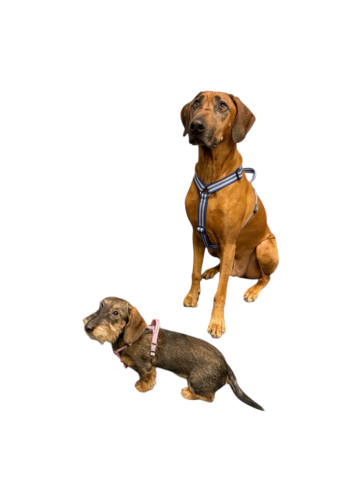 Metizo - Sele Cozitem, promenadsele med antidrag-funktion, Olivgrön, M-XL