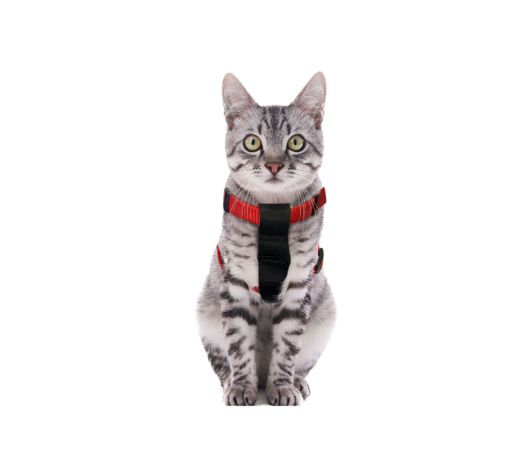 Flamingo - Bilsele Katt