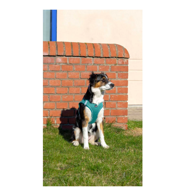 Ozami - Air-mesh Harness, Turkos sele. Medium - XLarge