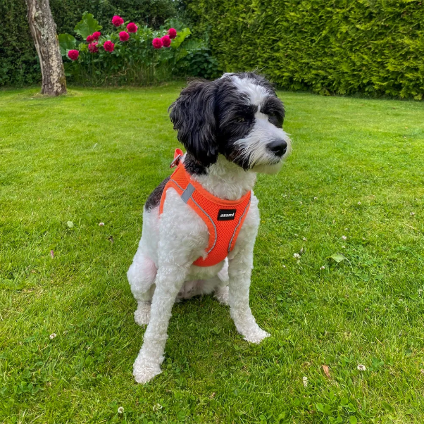 Ozami - Air-mesh Harness, Orange sele. Medium - XLarge