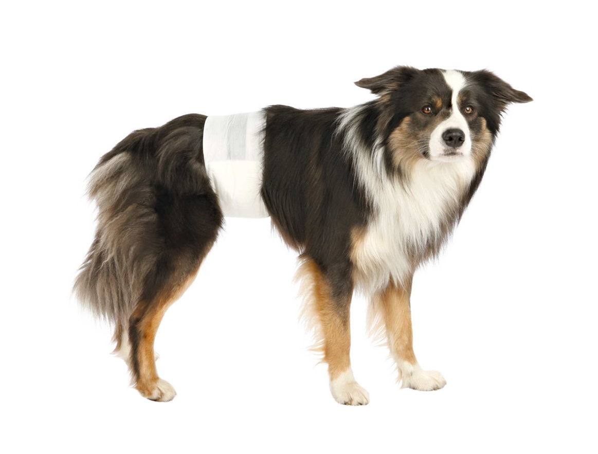 Trixie - Blöjor för hanhund, L-XL: 60-80 cm, 12-pack