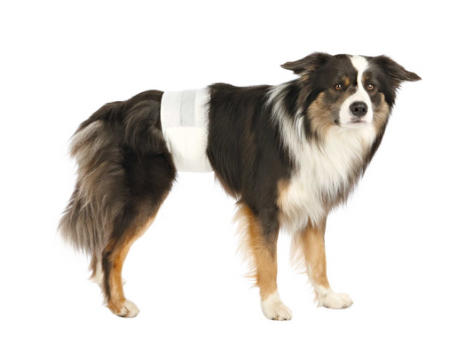 Trixie - Blöjor för hanhund, M-L: 46-60 cm, 12-pack