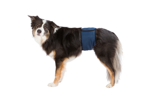 Trixie - Hanhundsskydd, S / M: 37-45 cm, mörkblå