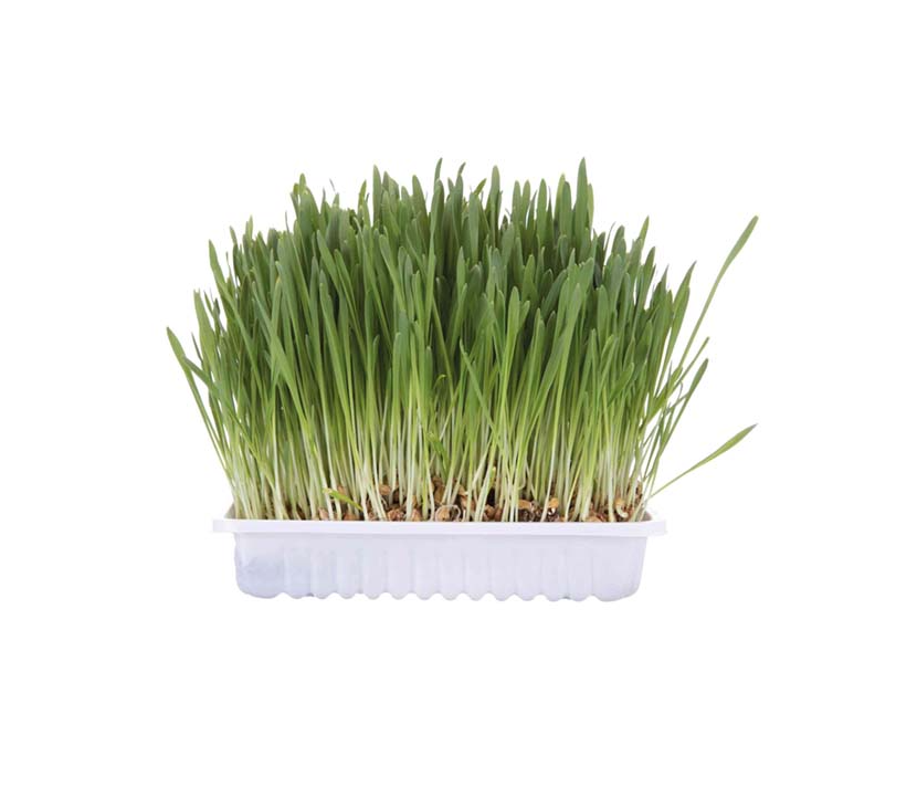 Trixie - Kattgräs med odlingslåda 100 g