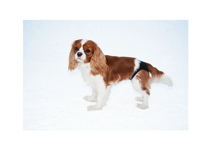 Tikskydd PetNation, svart, flera storlekar