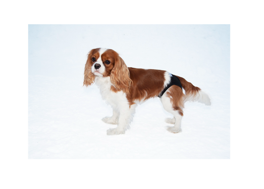 Tikskydd PetNation, svart, flera storlekar