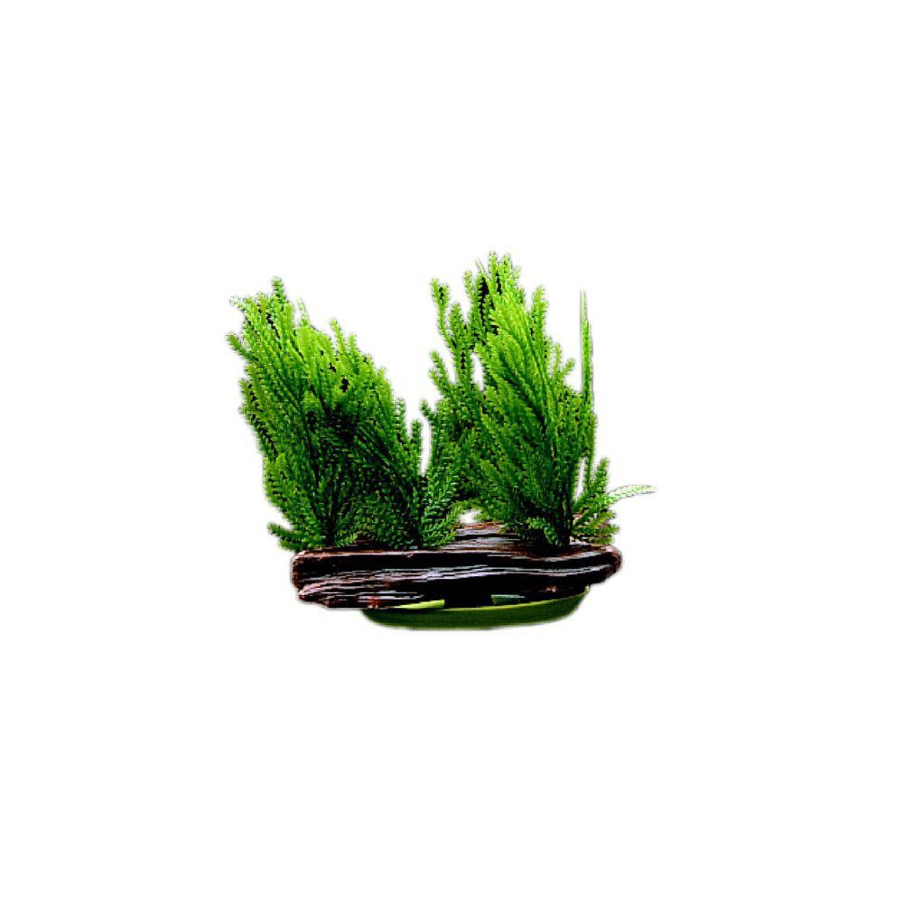 Marina - Plastväxt - Java Mossa - 5 cm