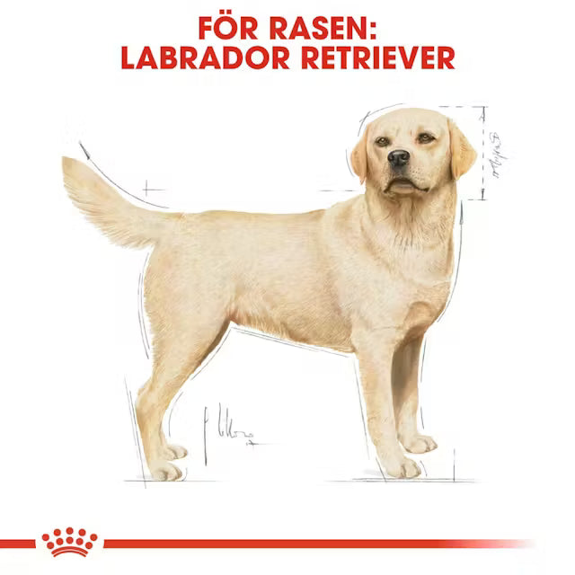 Royal Canin Labrador Retriver 5+ 12 kg